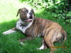 American Bulldog Foto: AMBIS,Beograd,SRBIJA (ID 32132) American Bulldog Hund