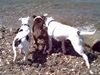 American Bulldog Foto: die Wellen kommen (ID 23349) American Bulldog Hund