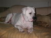 American Bulldog Foto: Meine Pflegehündin Bagira (ID 39357) American Bulldog Hund