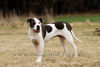 American Bulldog Hund