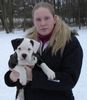 American Bulldog Foto: Dancing Devil Lady mit Frauchen :-) (ID 30517) American Bulldog Hund