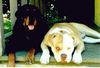 American Bulldog Foto: Trik - Bred by Rebel Rose American Bulldogs (ID 5875) American Bulldog Hund