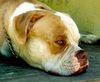 American Bulldog Foto: Trik - Bred by Rebel Rose American Bulldogs (ID 5876) American Bulldog Hund