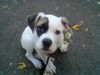 American Bulldog Foto: Mein Tyson American Bulldog (ID 2603) American Bulldog Hund