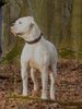 American Bulldog Foto: Redwoods Wanda HD-B, ZTP, AD, BH (ID 28590) American Bulldog Hund