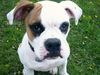 American Bulldog Foto: White-Bandit´s Woody Allan (ID 10961) American Bulldog Hund