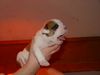American Bulldog Foto: Baby Woody (ID 9653) American Bulldog Hund