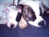 American Bulldog Foto: Schmusestunde (ID 20550) American Bulldog Hund