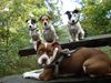American Bulldog Foto: Nicki(BulldogMix) mit großer Schwester Alexis,Eltern Nelli und Starski ; ) (ID 40006) American Bulldog Hund