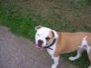 American Bulldog Hund