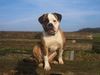 American Bulldog Hund