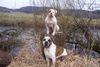 American Bulldog Hund