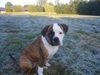 American Bulldog Hund