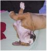 American Bulldog Foto: Klein Anduva Midgard (ID 6556) American Bulldog Hund