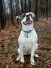 American Bulldog Foto: wo bleibt mein Kommando?? (ID 19599) American Bulldog Hund