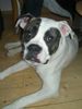 American Bulldog Foto: wo bleibt mein Kommando?? (ID 19600) American Bulldog Hund