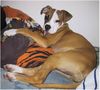 American Bulldog Foto: Anduva Midgard (ID 6558) American Bulldog Hund