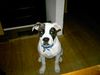 American Bulldog Foto: Angel (ID 19029) American Bulldog Hund
