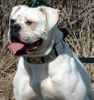 American Bulldog Foto: North Viking's Bossy Babe (ID 5864) American Bulldog Hund