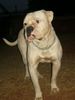 American Bulldog Foto: White Bull's Chester (ID 37040) American Bulldog Hund