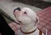 American Bulldog Foto: Hello! Das ist mein baby. Liebe Grüße aus Wien (ID 17385) American Bulldog Hund