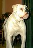American Bulldog Foto: Rebel Rose\'s Savvy of Mancera (ID 5871) American Bulldog Hund