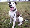American Bulldog Foto: Bodo ist fast erwachsen (ID 9448) American Bulldog Hund