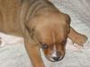 American Bulldog Foto: Unser neues Familienmitglied,ein amstaff ist bereits vor´handen (ID 8228) American Bulldog Hund