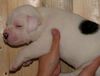 American Bulldog Foto: Efe als Baby (ID 15855) American Bulldog Hund