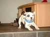 American Bulldog Foto: Unsere Joy mit 9 Wochen (ID 23660) American Bulldog Hund