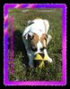 American Bulldog Foto: Meine Süße 5 Monate alt (ID 24854) American Bulldog Hund