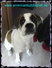 American Bulldog Foto: Meine Süße 5 Monate alt (ID 24855) American Bulldog Hund