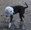 American Bulldog Foto: Unsere alte Helga (ID 12766) American Bulldog Hund