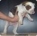 American Bulldog Foto: Wurftag 15.01.2005 (ID 19324) American Bulldog Hund