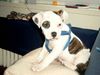 American Bulldog Foto: Unsere Joy mit 9 Wochen (ID 23661) American Bulldog Hund