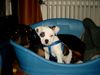 American Bulldog Foto: Joy und Kim (ID 23662) American Bulldog Hund