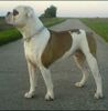 American Bulldog Hund