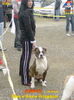 American Bulldog Foto: ambis (ID 31774) American Bulldog Hund
