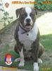 American Bulldog Foto (ID 31772) American Bulldog Hund
