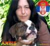 American Bulldog Foto (ID 31800) American Bulldog Hund