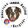 American Bulldog Foto (ID 31773) American Bulldog Hund