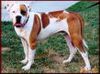 American Bulldog Foto: sweeeeeet (ID 6211) American Bulldog Hund