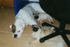 American Bulldog Foto: White Bull´s Miracle (ID 3394) American Bulldog Hund