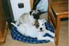American Bulldog Foto: White Bull´s Miracle (ID 3395) American Bulldog Hund