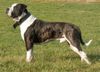 American Bulldog Foto: Papa Champion Müller (ID 19216) American Bulldog Hund