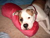 American Bulldog Hund