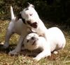 American Bulldog Foto: zwei ganz Wilde (ID 19656) American Bulldog Hund