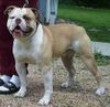 American Bulldog Foto: KMK's King Mufassa (ID 5866) American Bulldog Hund