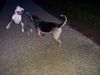 American Bulldog Foto: nur spiel (ID 39560) American Bulldog Hund