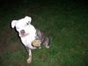 American Bulldog Foto: winke winke (ID 39558) American Bulldog Hund